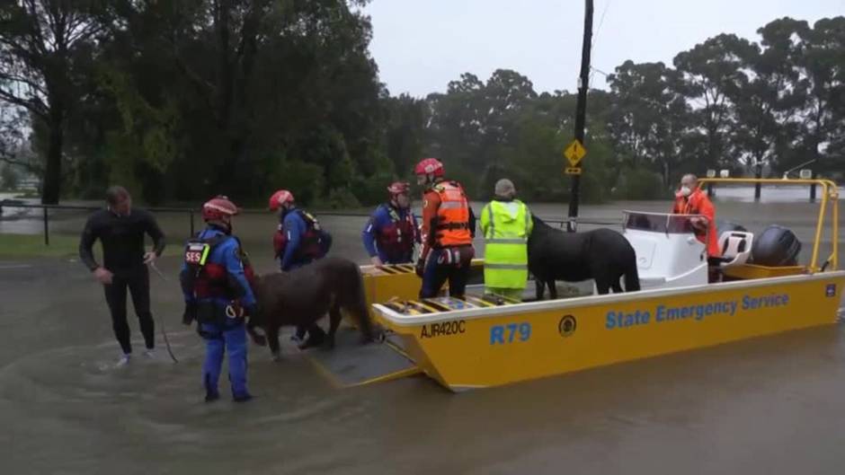 Rescatistas australianos salvan del ahogamiento a varios ponis y otros animales por las inundaciones