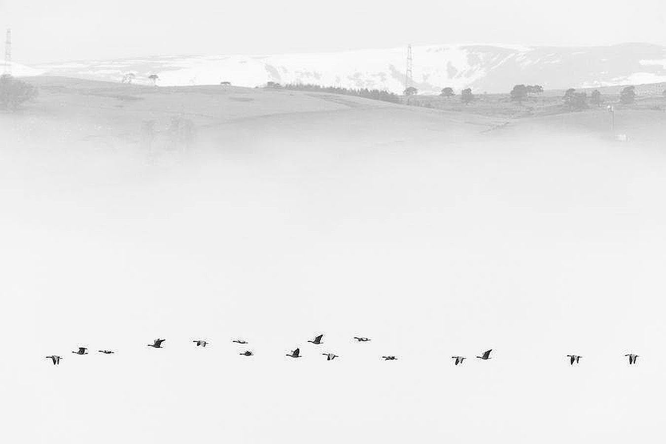 Aves. Migracion de las aves