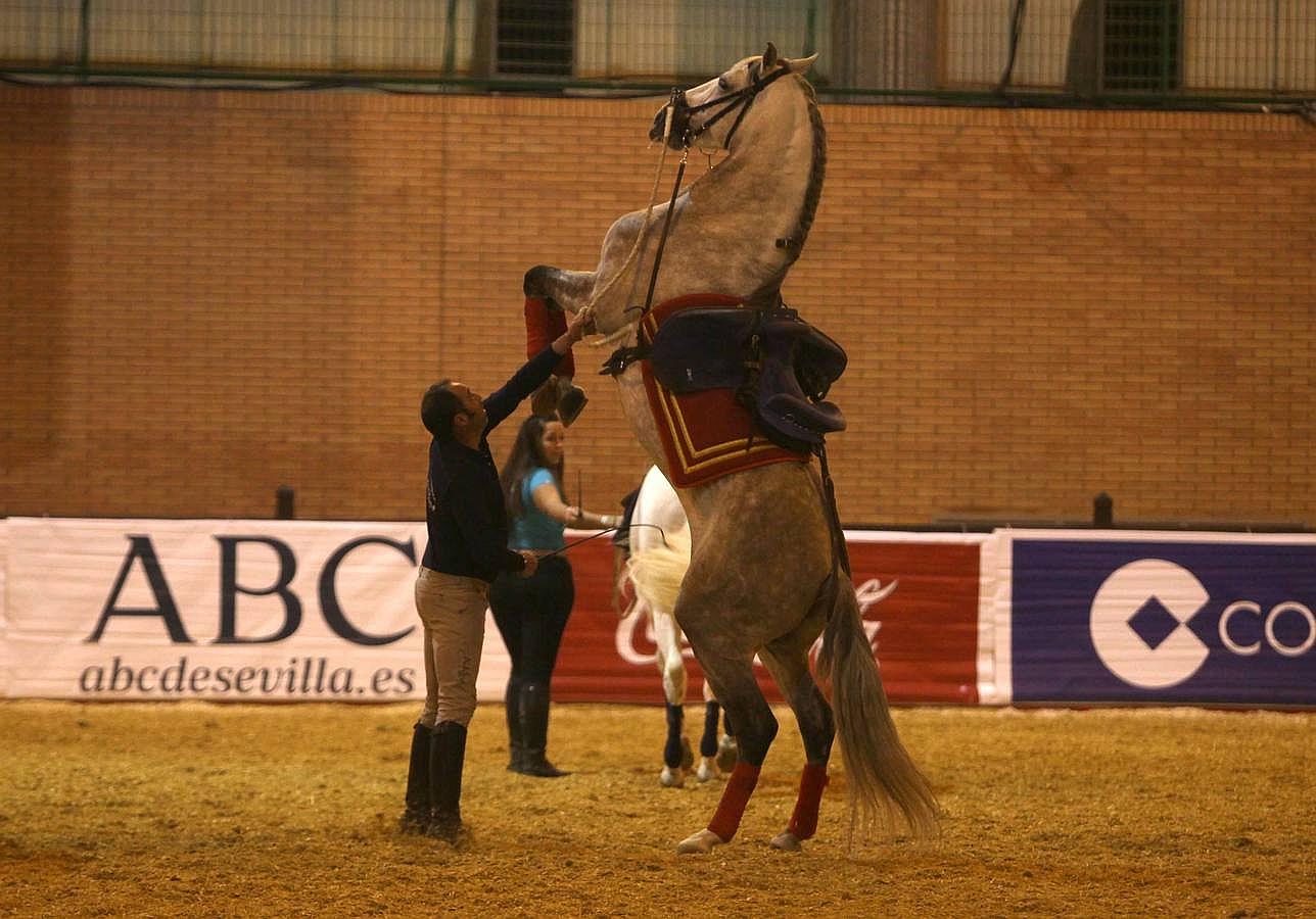 Abre sus puertas el Salón Internacional del Caballo en Sevilla