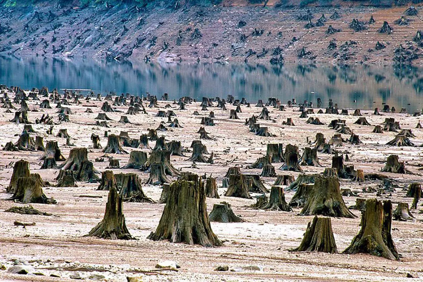 La deforestación es otra consecuencia del cambio global