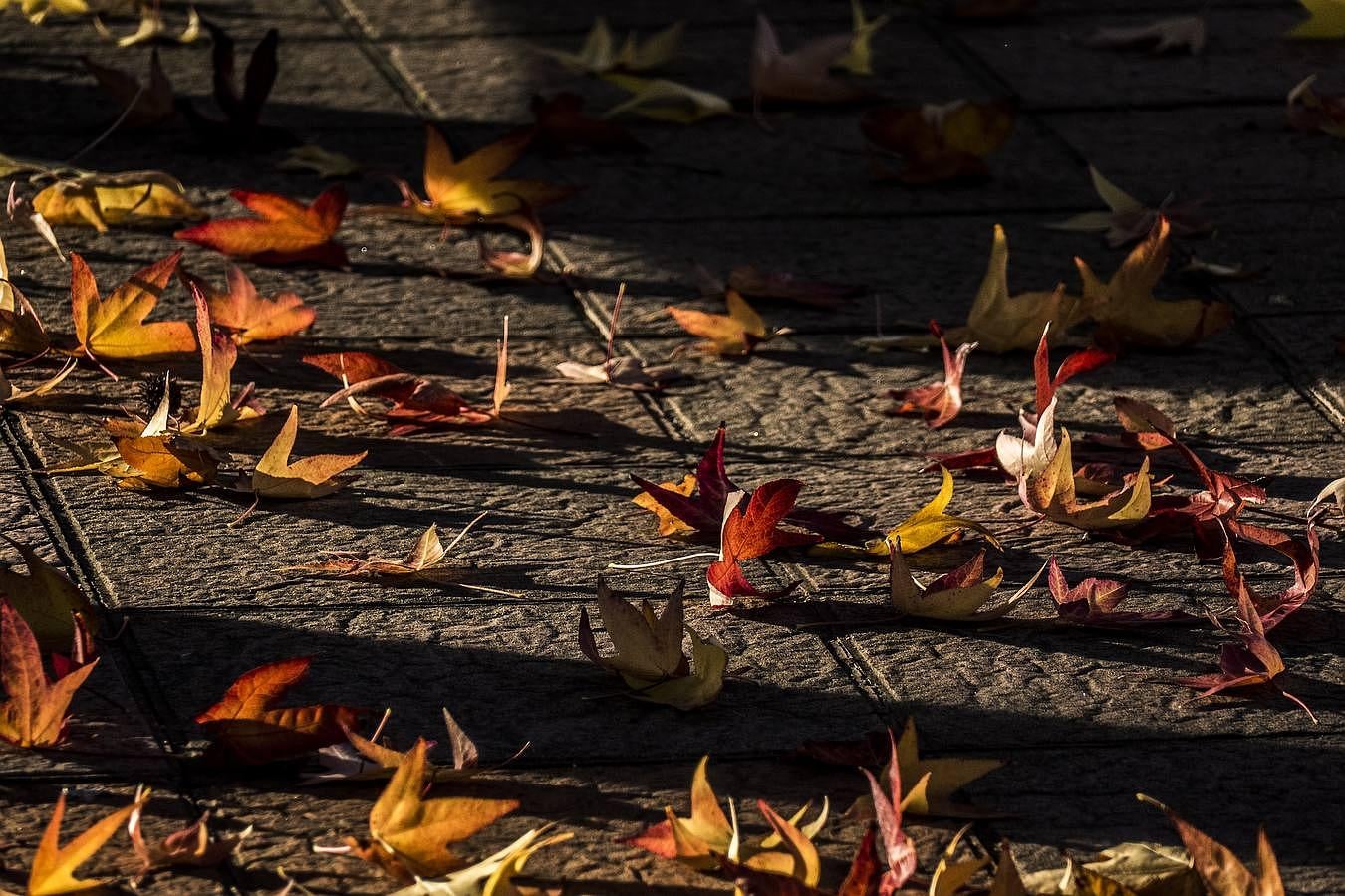 Luces de otoño en Sevilla