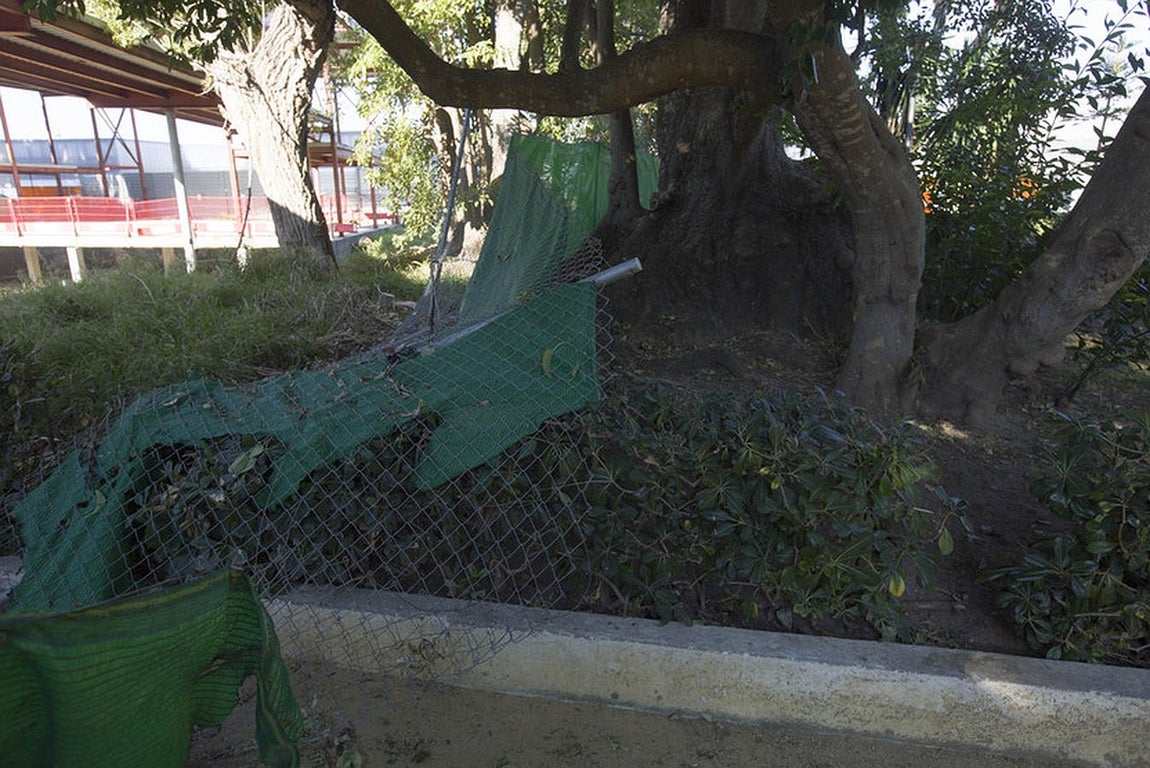 Abandono de los parques y jardines en Cádiz