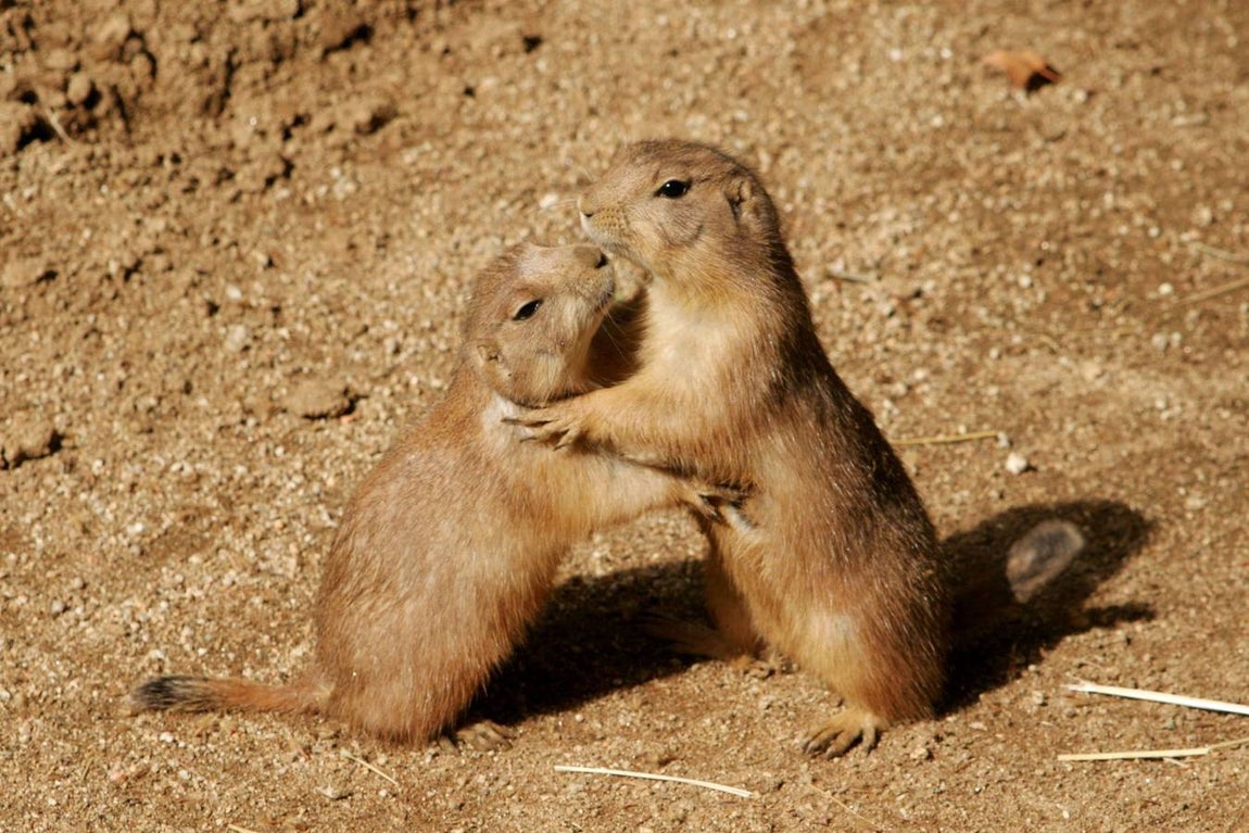 Perritos de la pradera. 