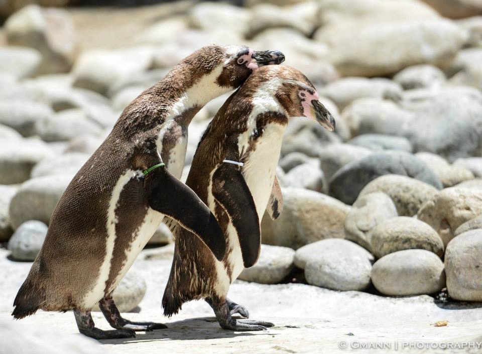 Pingüinos de Humboldt. 