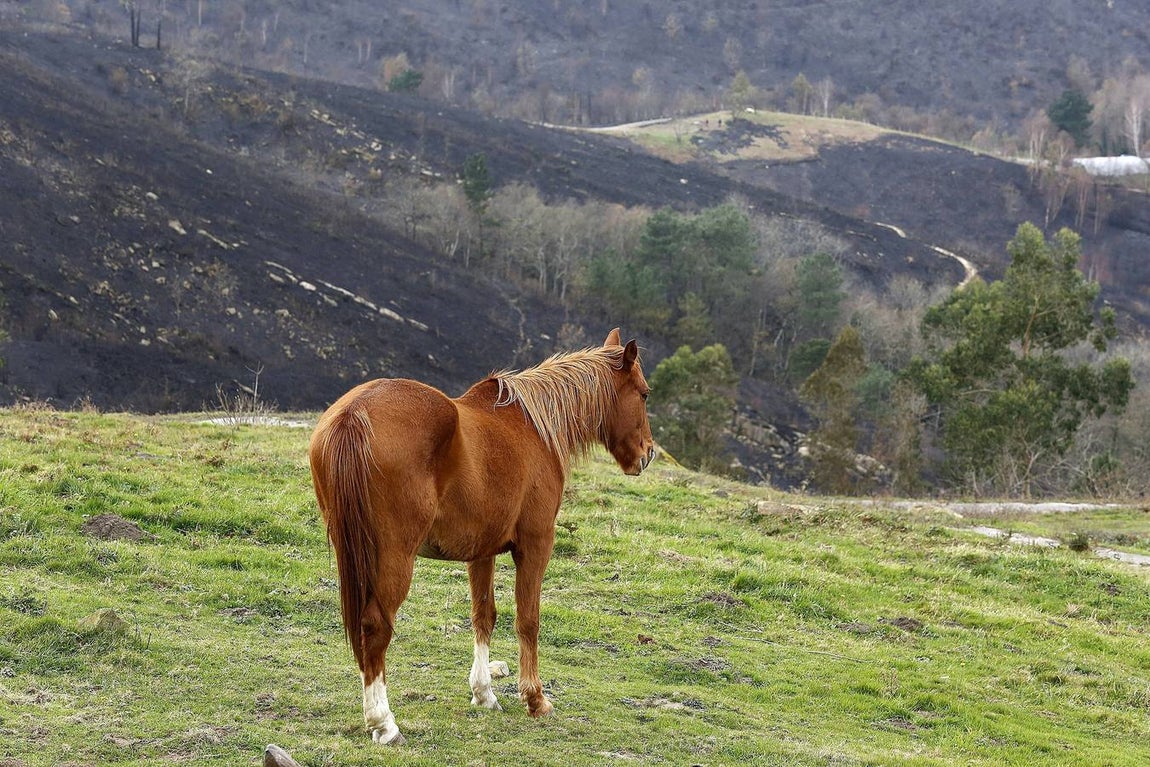 El incendio en el monte Igeldo ha quedado prácticamente extinguido este domingo. 