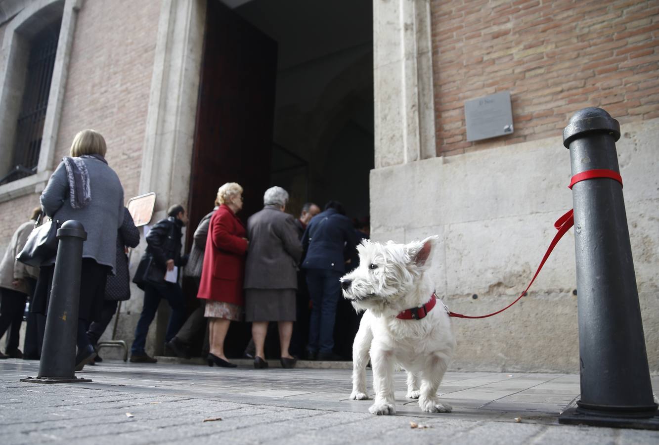 Un perro a las puertas de un colegio en Valencia. 