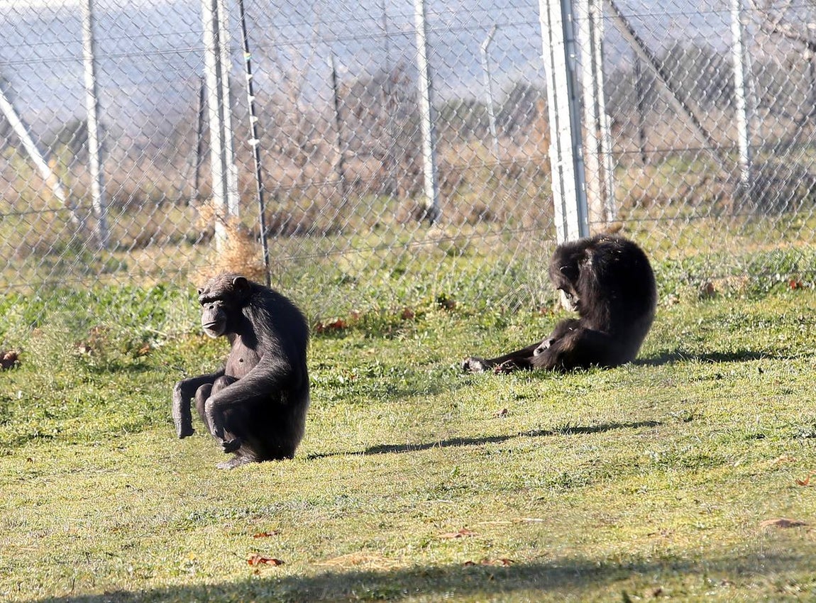 Dos de los chimpancés protegidos en el centro de conservación de primates