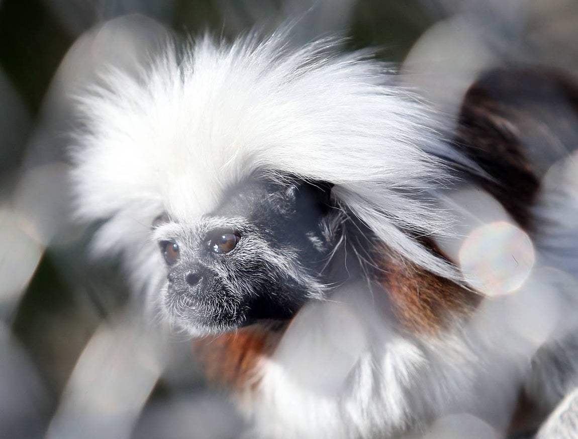 En Rainfer existen 135 primates protegidos