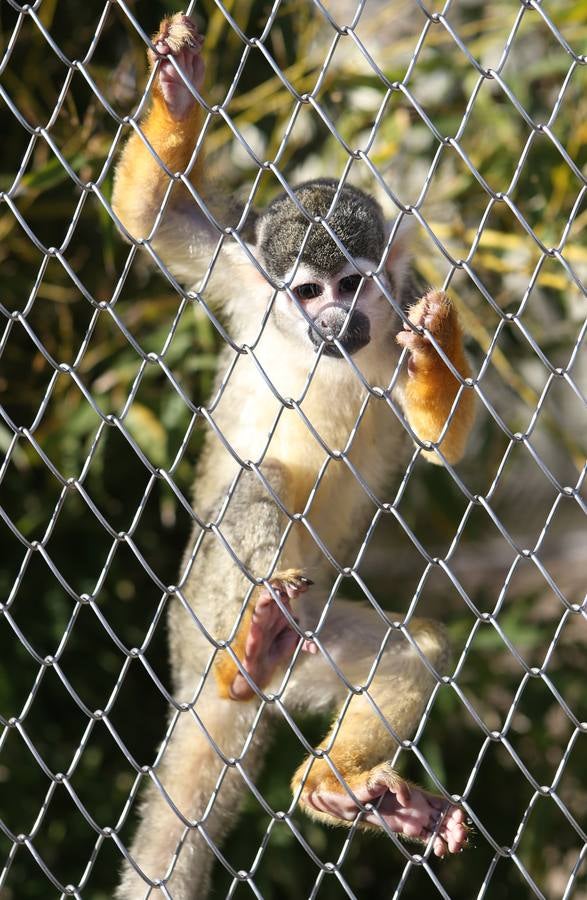 Los pequeños primates, como los capuchinos, son maltratados en el rodaje de películas y anuncios