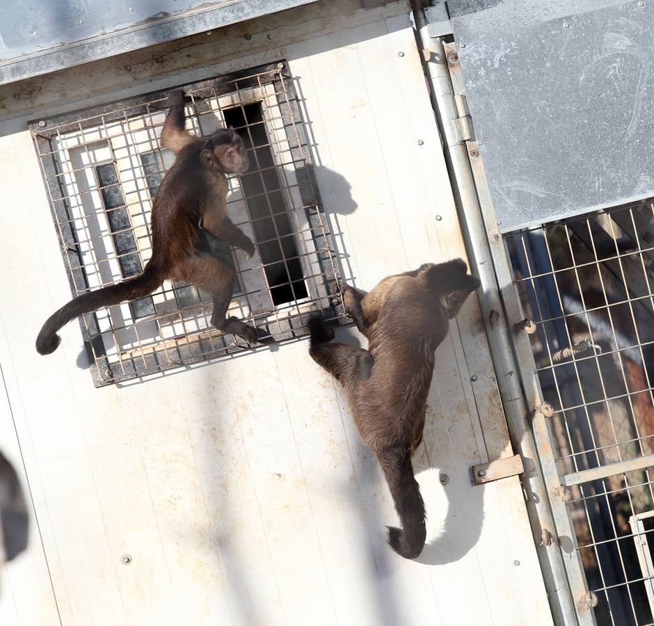 Dos capuchinos trepan por uno de los cobertizos