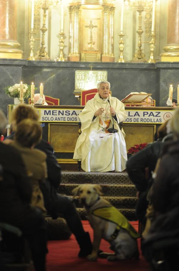 La misa de San Antón, en imágenes