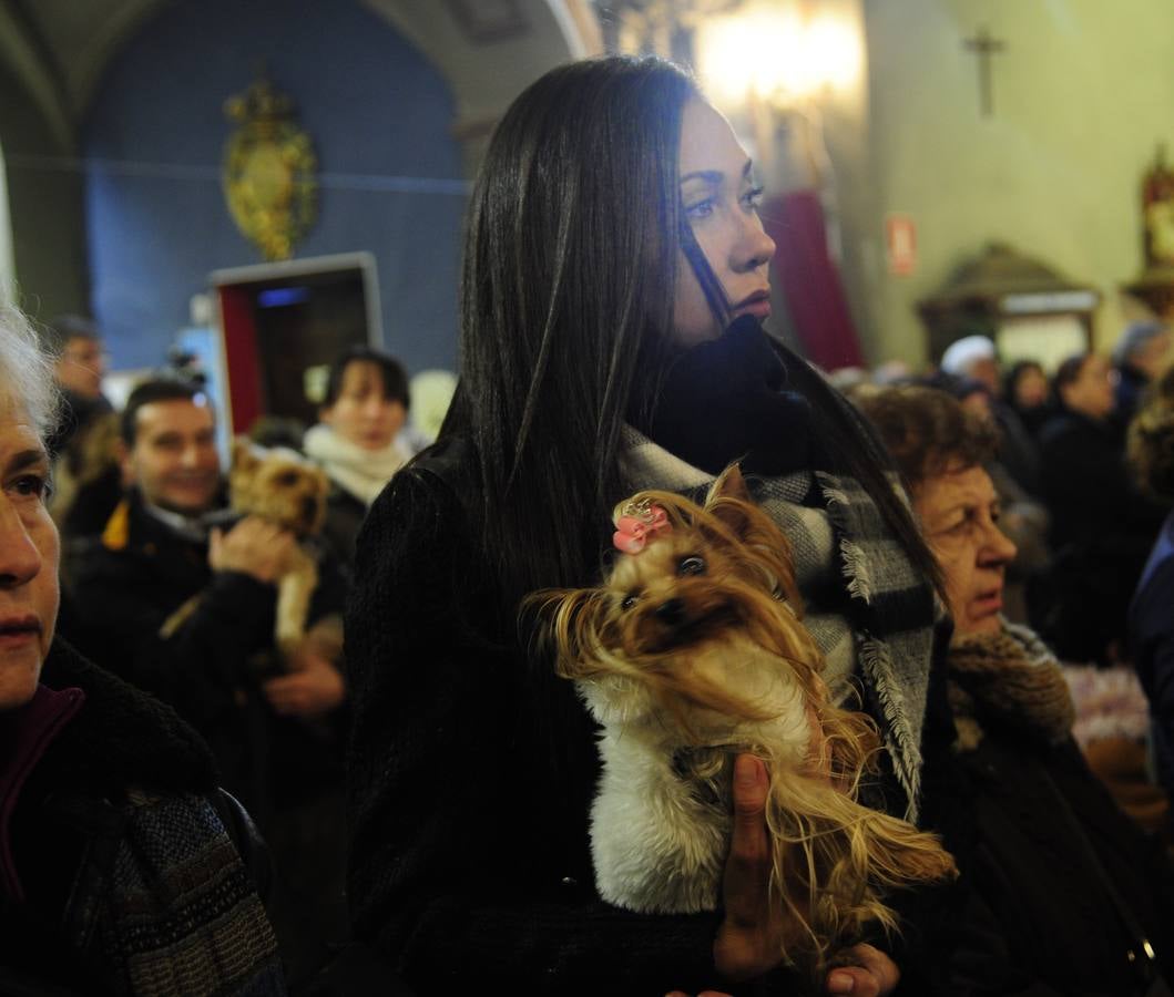 La misa de San Antón, en imágenes