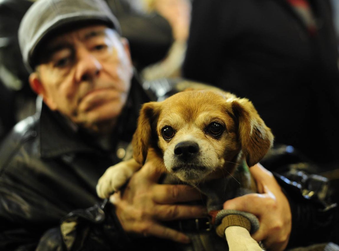 La misa de San Antón, en imágenes