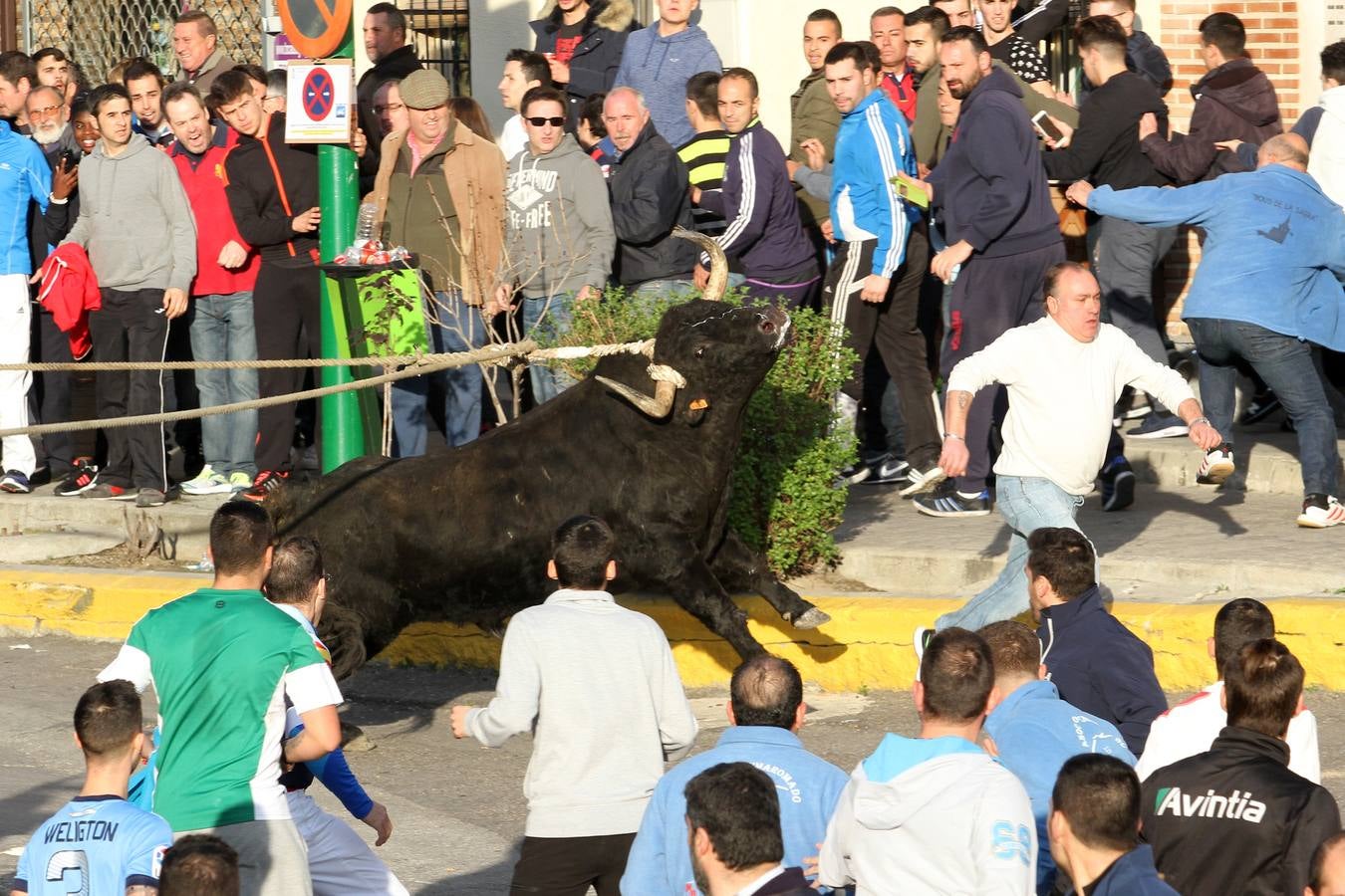 El toro enmaromado, en imágenes