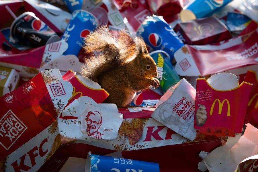 Animales viviendo entre basura... y humanos rodeados de papeleras