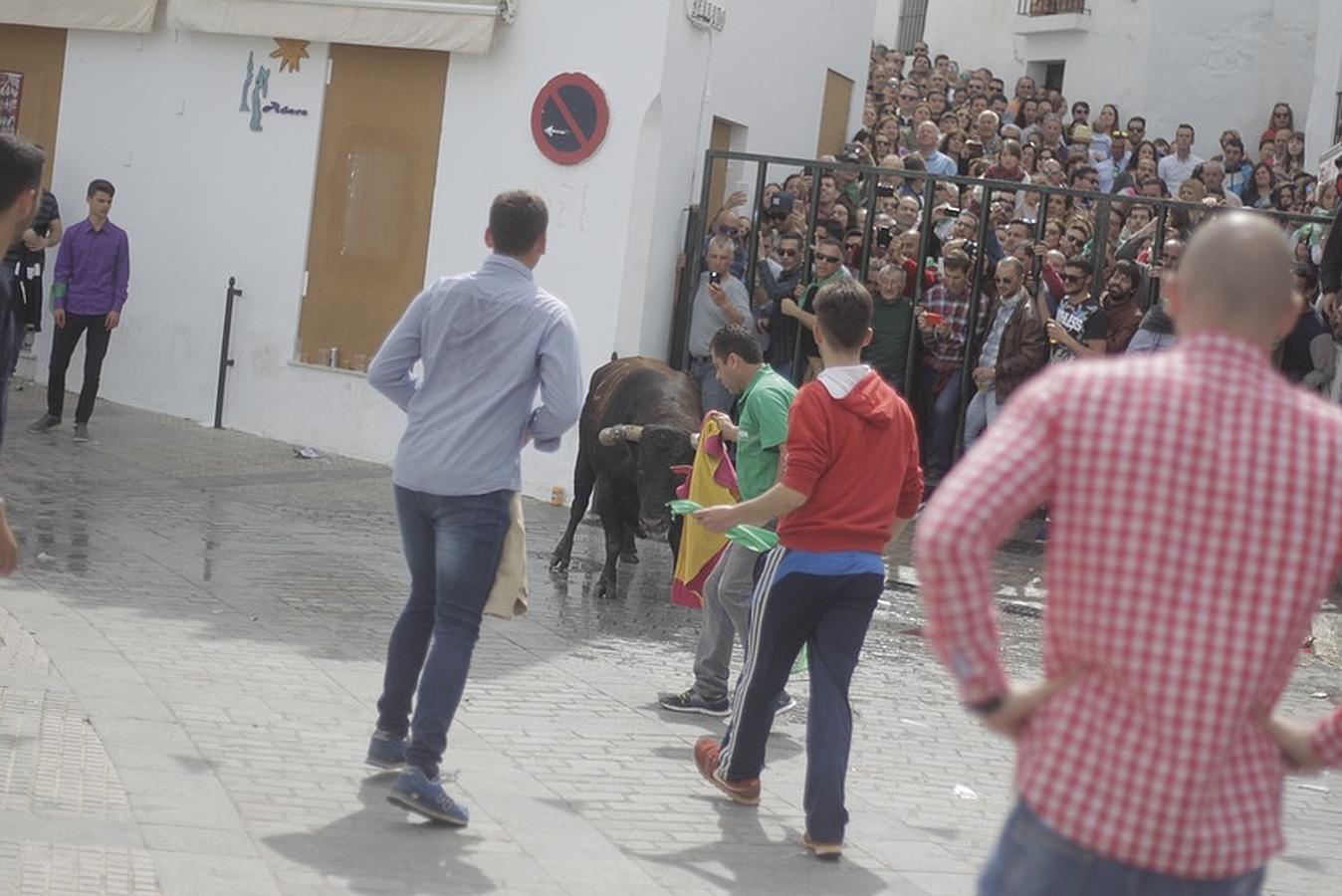 La lluvia desluce el tradicional toro &#039;embolao&#039; de Vejer