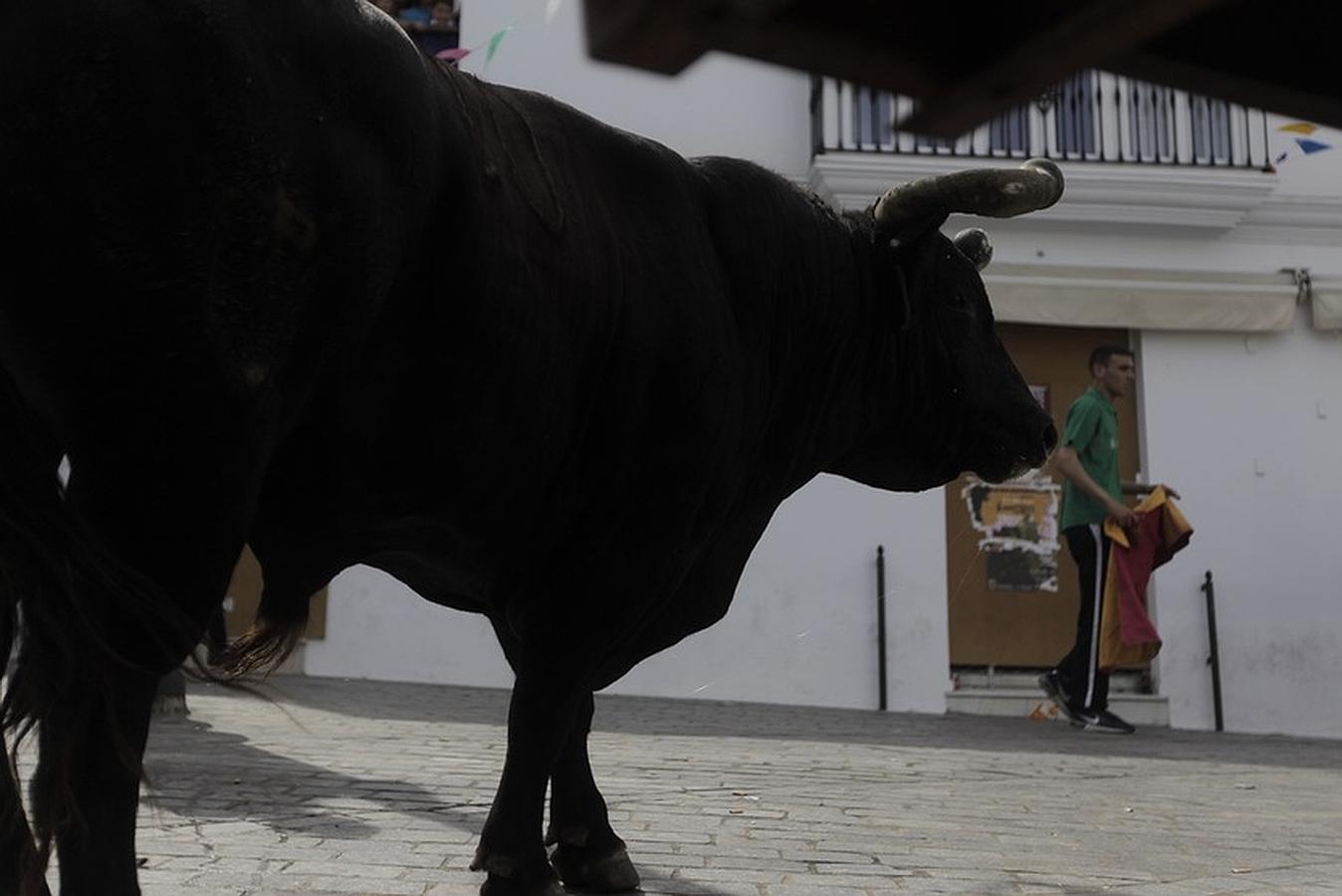 La lluvia desluce el tradicional toro &#039;embolao&#039; de Vejer