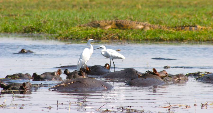 Botsuana, naturaleza en estado puro. Miles de tentáculos acuáticos que abarcan 15 mil kilómetros cuadrados y terminan siendo absorbidos por el desierto del Kalahari. Fotos: The African Experiences