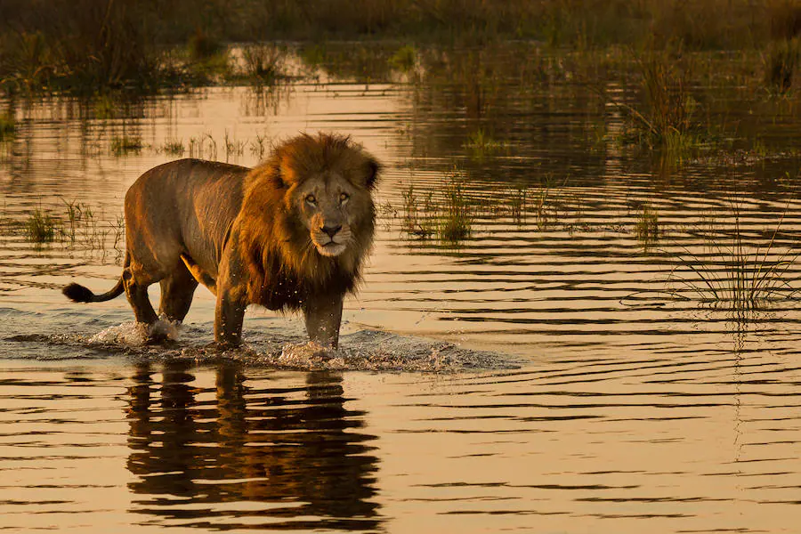 Botsuana, naturaleza en estado puro. El Delta del Okavango, el delta interior más grande del mundo posee lagunas y cursos de agua estacionales repletos de pájaros revoloteando, mientras que los animales deambulan por las vastas llanuras. Fotos: The African Experiences