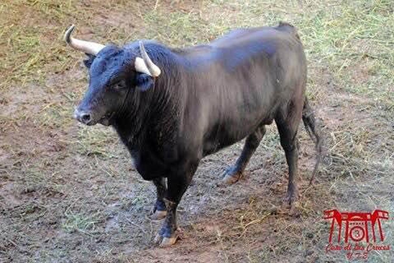 Estos son los toros para la corrida de primavera de Guadalajara