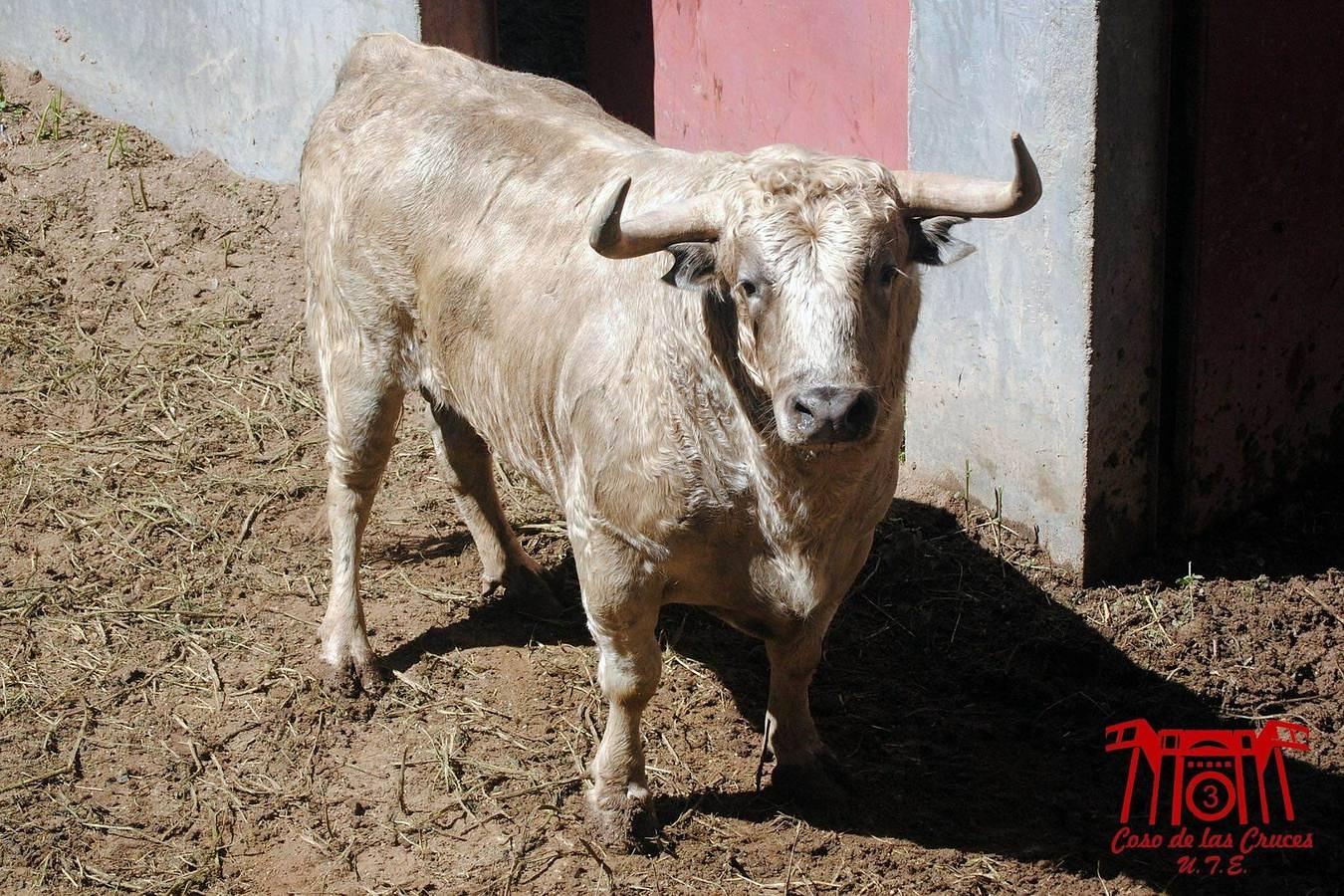 Estos son los toros para la corrida de primavera de Guadalajara