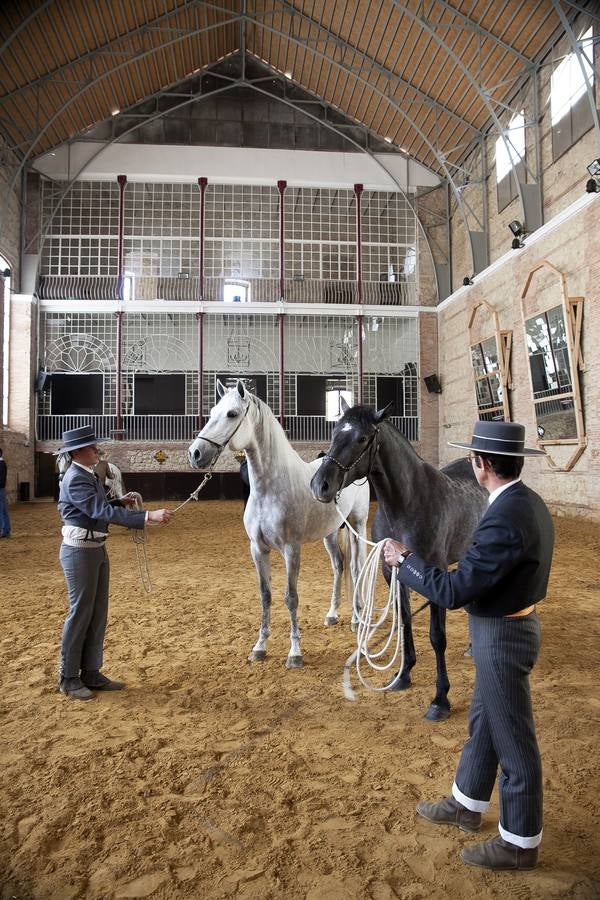 El caballo, protagonista del fin de semana en Córdoba