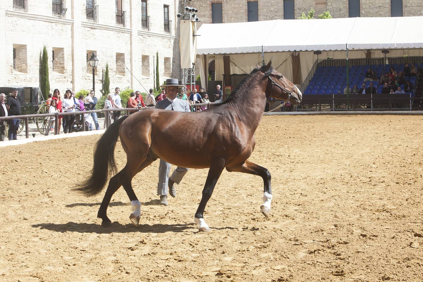 El caballo, protagonista del fin de semana en Córdoba