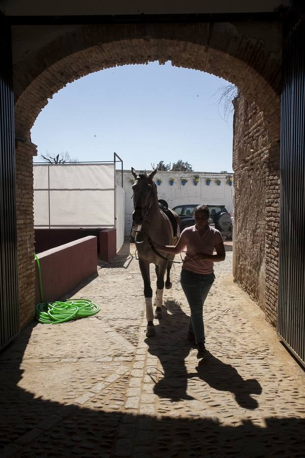 El caballo, protagonista del fin de semana en Córdoba