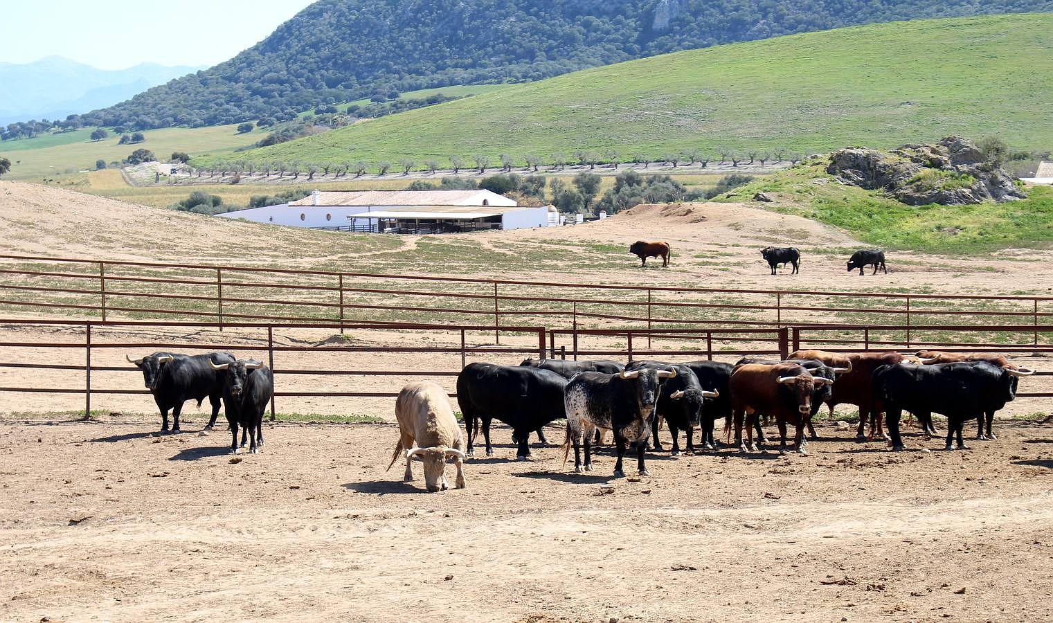 Visita a la ganadería de Fuente Ymbro, foto a foto