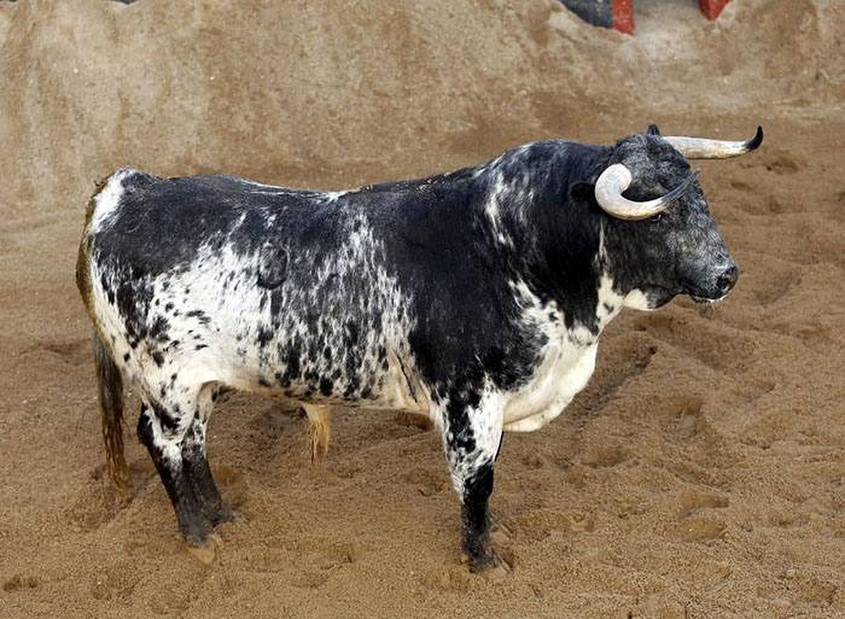 Estos son los toros que lidiarán Morante, El Juli y Perera en la Maestranza