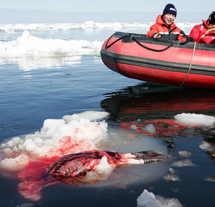 Comienza la caza comercial de focas en Canadá