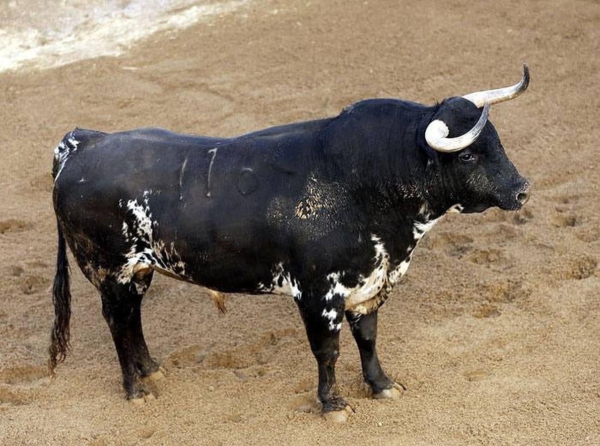 Estos son los toros que lidiarán Morante, El Juli y Perera en la Maestranza