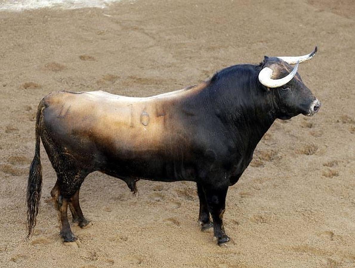 Estos son los toros que lidiarán Morante, El Juli y Perera en la Maestranza