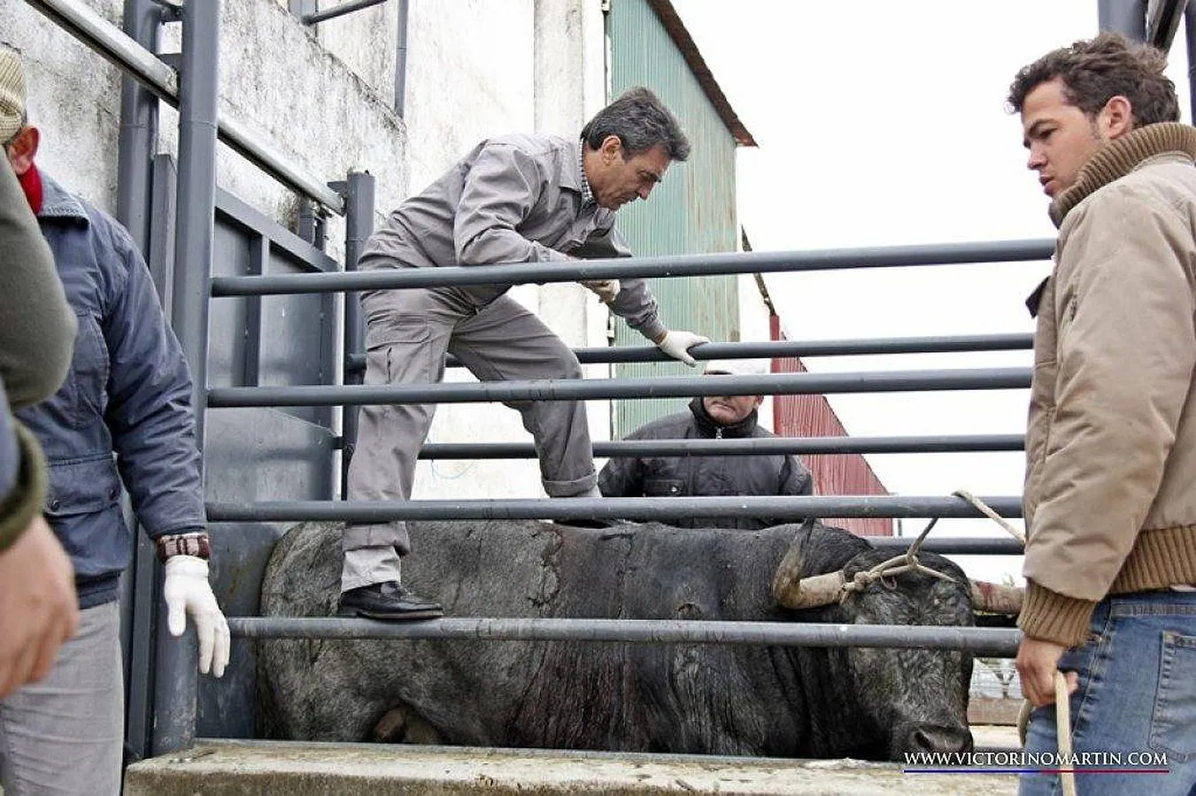 Victorino hijo se dispone a curar al toro