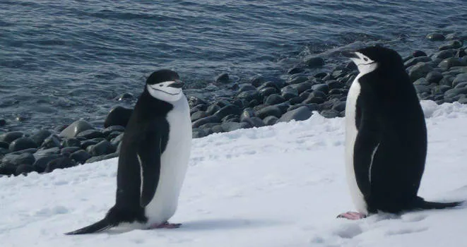 ¿A quién no le gustan los pingüinos?