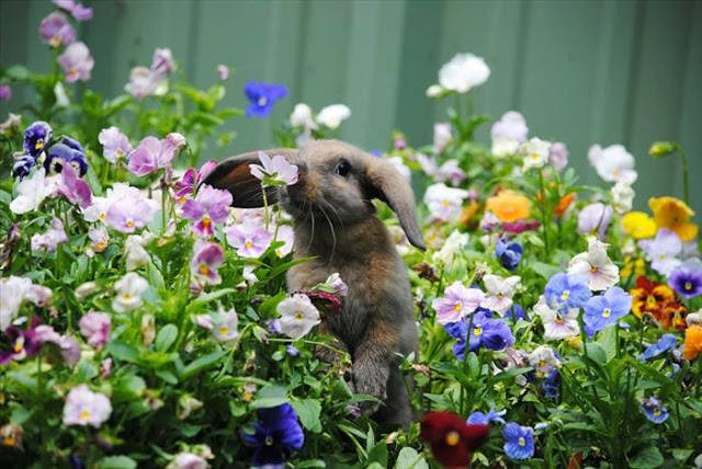 ¿A qué huelen las flores?. 