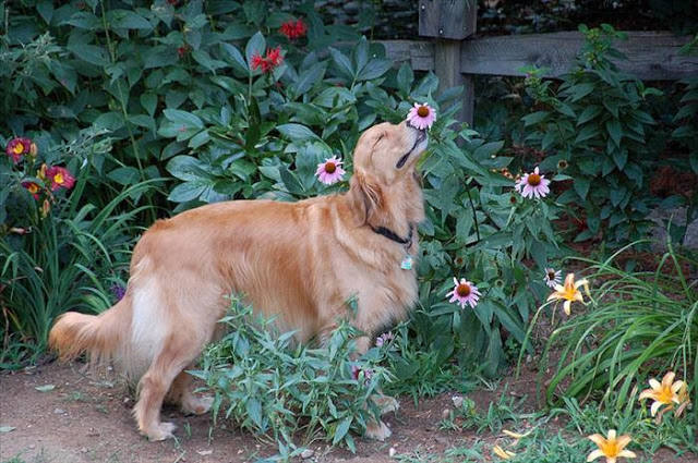 ¿A qué huelen las flores?. 