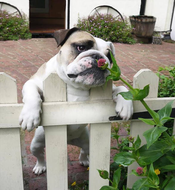 ¿A qué huelen las flores?. 