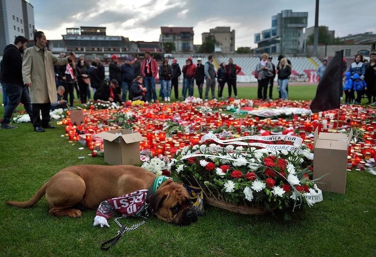 Un perro se tumbó junto a las flores que los aficionados del Dinamo de Bucarest habían colocado en homenaje a Patrick Ekeng, recientemente fallecido en mitad de un partido