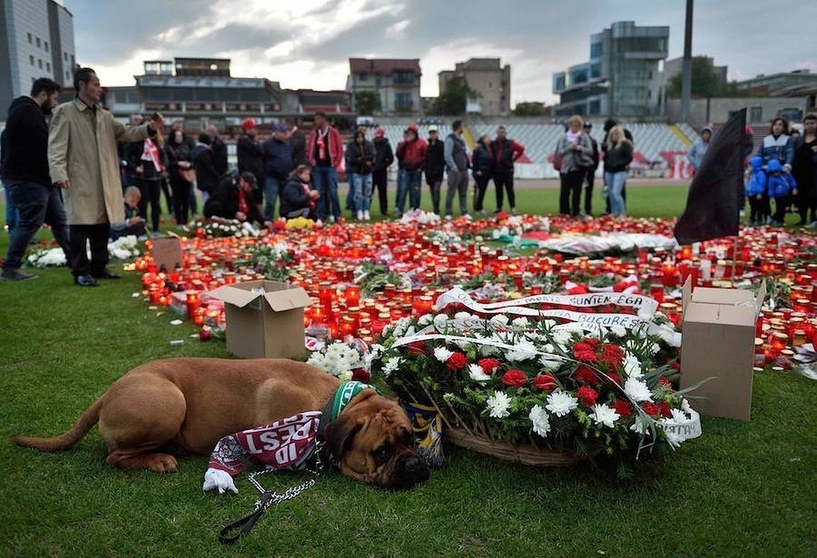 Un perro se tumbó junto a las flores que los aficionados del Dinamo de Bucarest habían colocado en homenaje a Patrick Ekeng, recientemente fallecido en mitad de un partido. 
