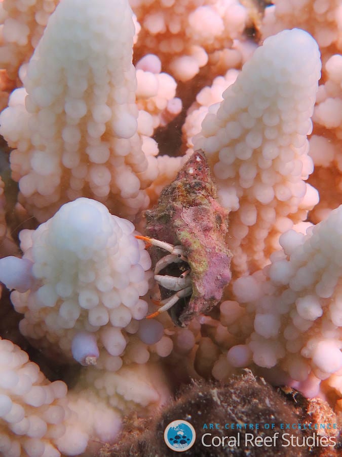 La Gran Barrera de Coral sufrirá blanqueamientos masivos para 2050. 