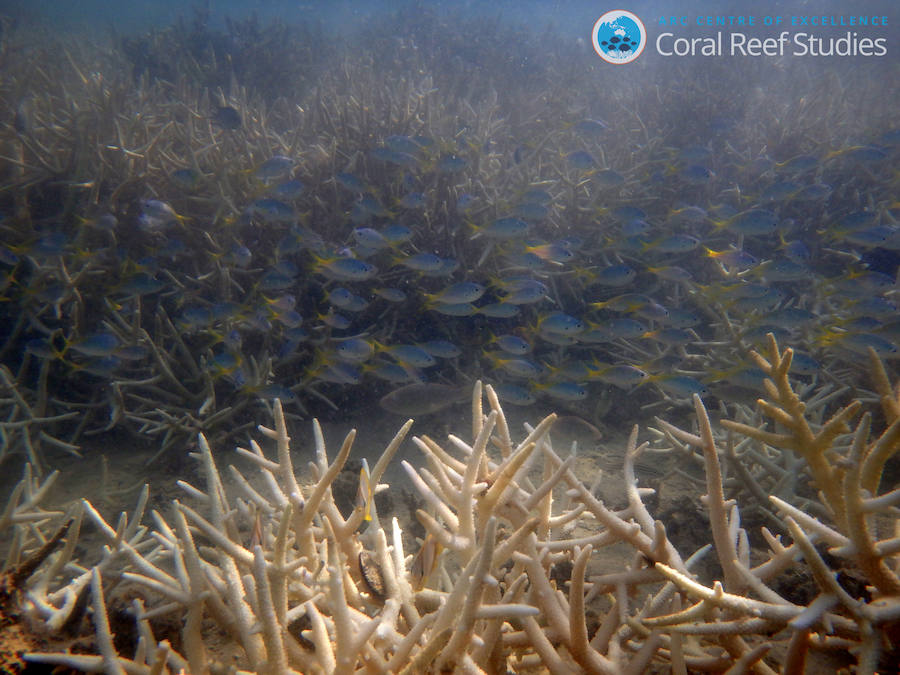 La Gran Barrera de Coral sufrirá blanqueamientos masivos para 2050. 
