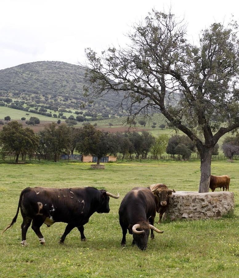 La camada 2016 de Alcurrucén, foto a foto