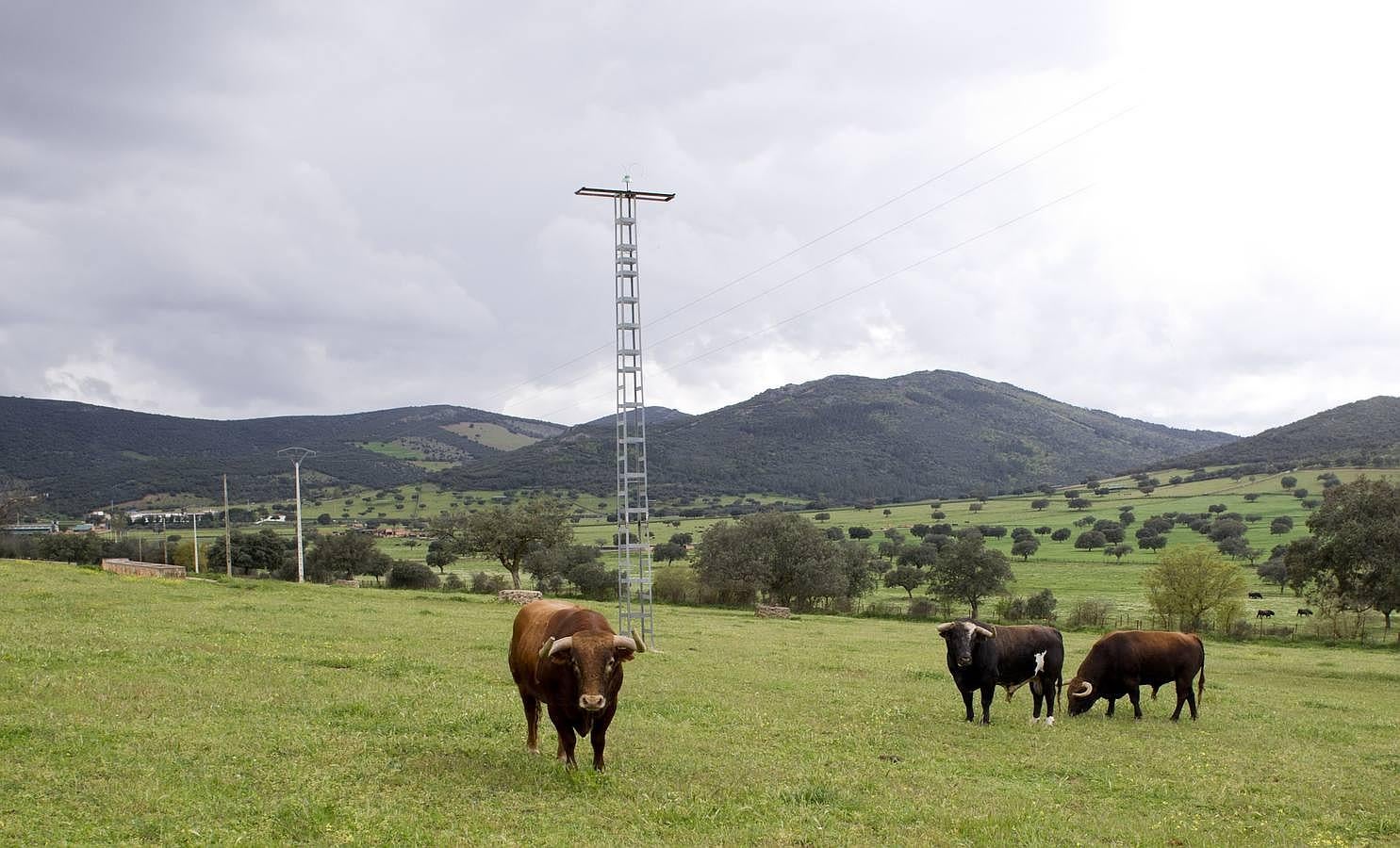 La camada 2016 de Alcurrucén, foto a foto