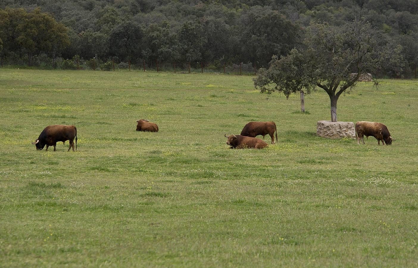 La camada 2016 de Alcurrucén, foto a foto