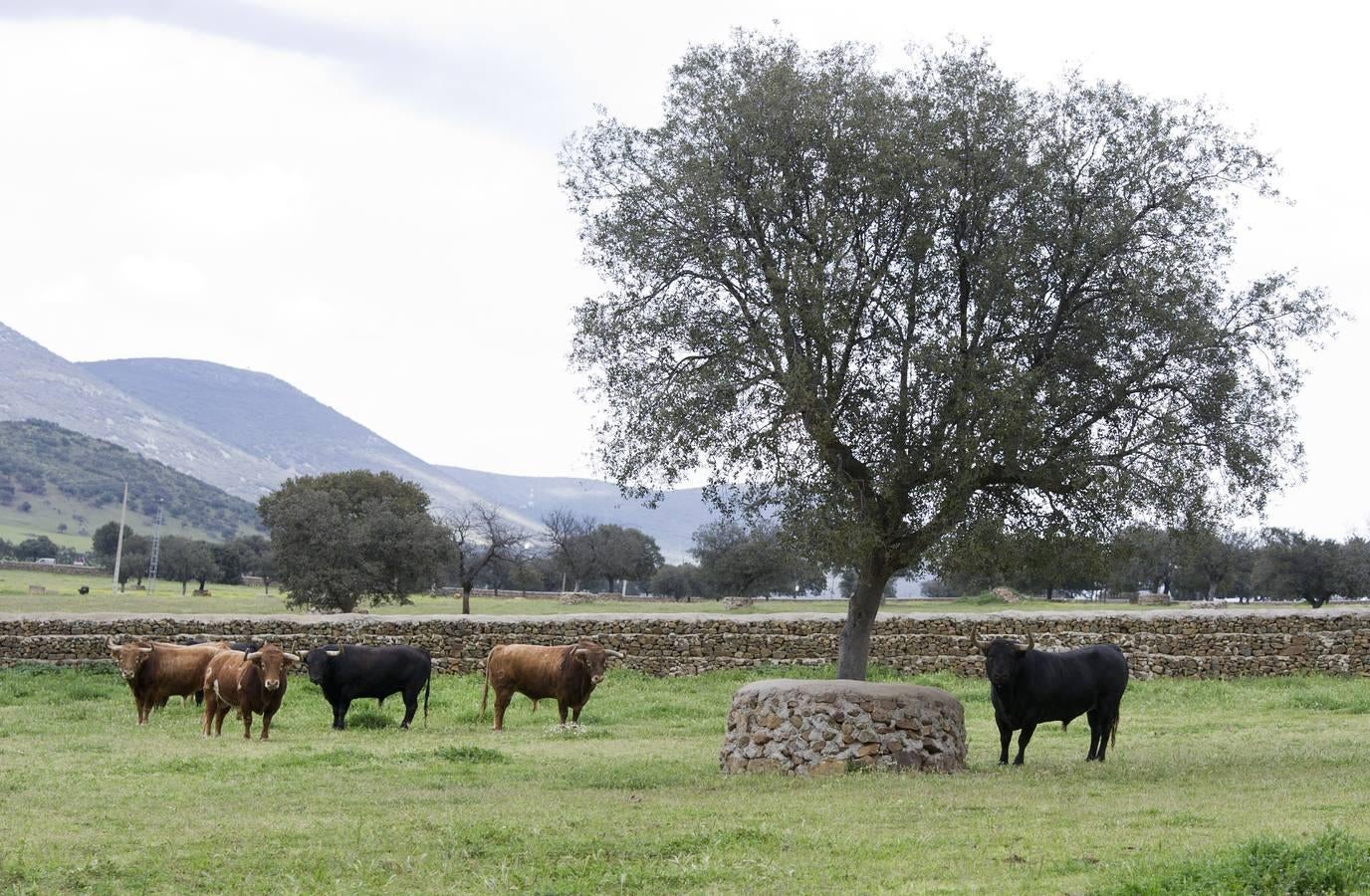 La camada 2016 de Alcurrucén, foto a foto