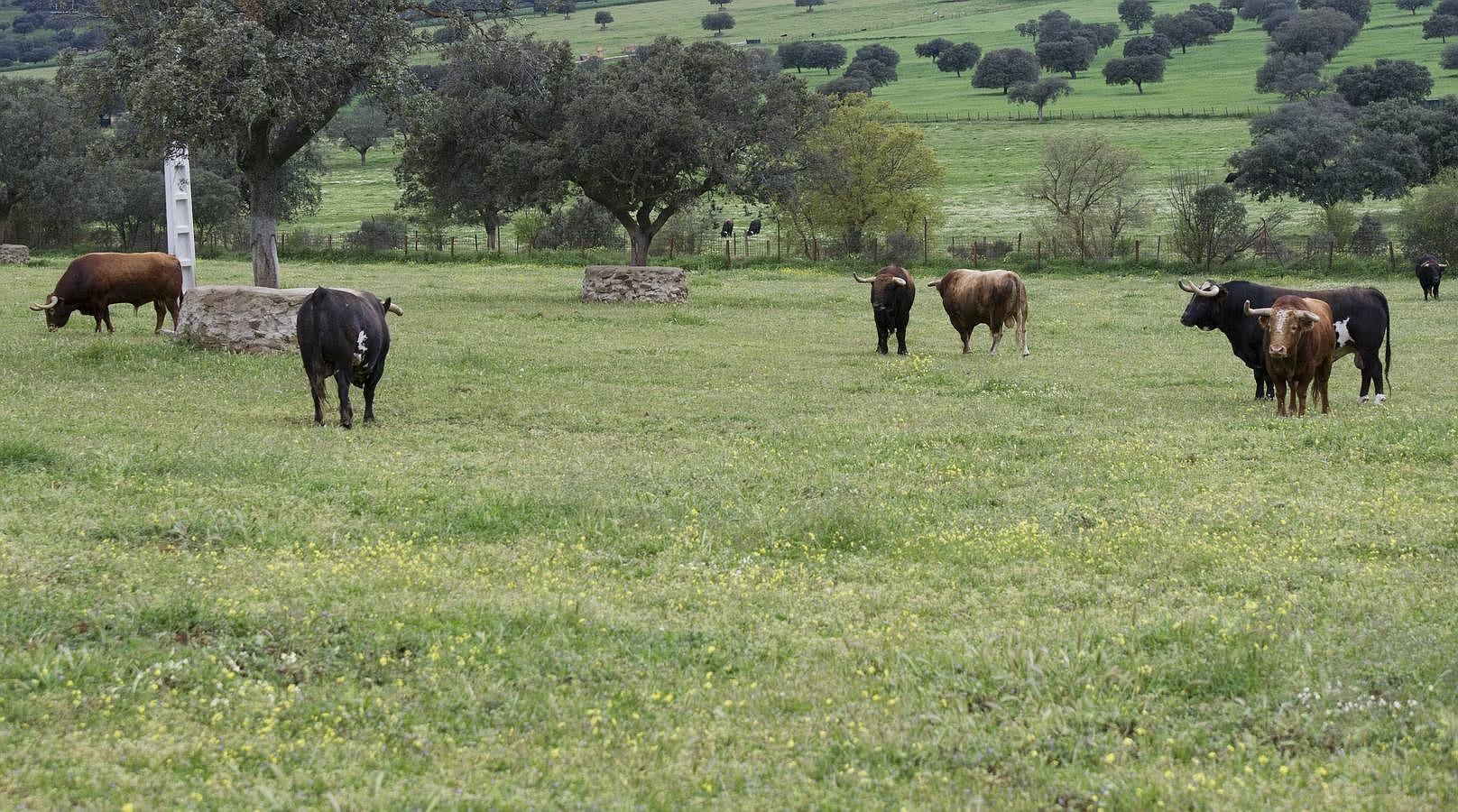 La camada 2016 de Alcurrucén, foto a foto