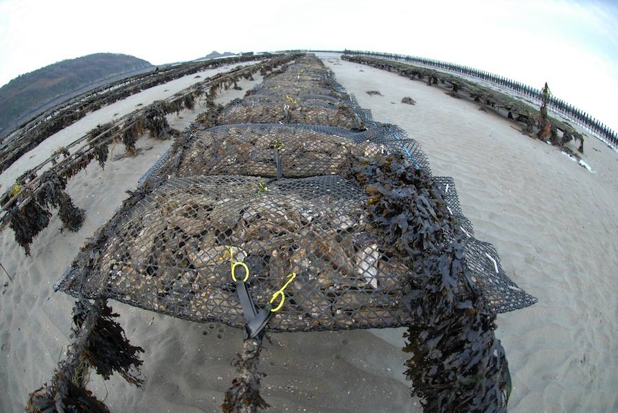 Conseguir el objetivo de «Hambre Cero» para 2030, pese al cambio climático. Para 2050, se espera que las capturas de las principales especies de peces disminuyan hasta en un 40% en los trópicos, donde los medios de vida y la seguridad alimentaria y nutricional dependen en gran medida del sector pesquero.