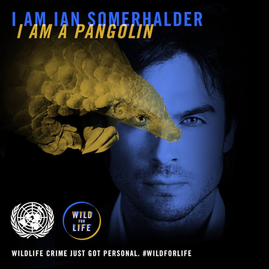 «Vuélvete salvaje por la vida»: Día Mundial del Medio Ambiente 2016. El actor Ian Somerhalder es un pangolín