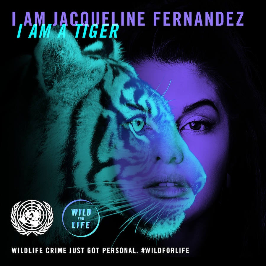 «Vuélvete salvaje por la vida»: Día Mundial del Medio Ambiente 2016. La actriz Jacqueline Fernández es un tigre